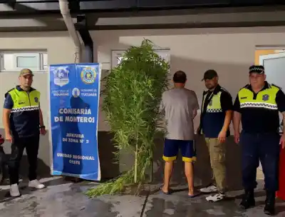 Allanamientos por un robo en Monteros: buscaban botín y encontraron una planta de marihuana de dos metros