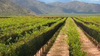 Productores de Chilecito piden urgente refinanciación con EDELAR y alertan: "Se están perdiendo puestos de trabajo"