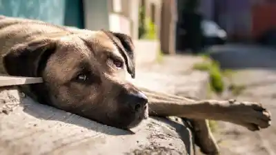 ¿Adoptarías un perro adulto? Las historias que emocionan en el Día del Perro Callejero