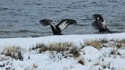 El misterioso vuelo de los cóndores en Dina Huapi: ¿qué los mantuvo varados?