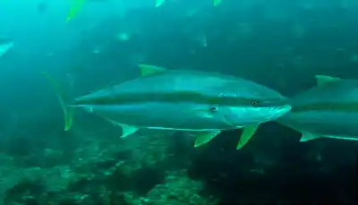 El pez limón ya se instaló en la Patagonia: ¿qué implica para la pesca?