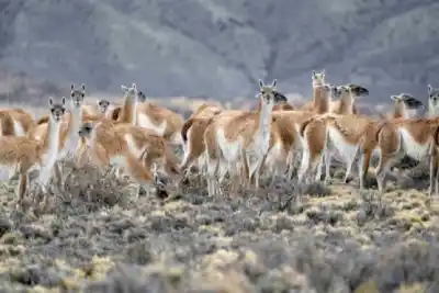 Santa Cruz: la impactante cantidad de guanacos que habita la provincia