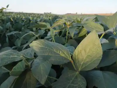 Soja y cereales se derrumban: el motivo detrás del lunes negro que sacudió a Chicago y Rosario