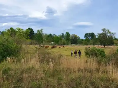 El refugio que salva a los animales de la inundación en Santo Tomé