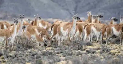 ¿Cuántos guanacos hay en Santa Cruz? El estudio que revela una cifra millonaria