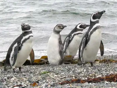 Un cuarto de la población mundial de una especie de pingüino está en Tierra del Fuego y su futuro preocupa