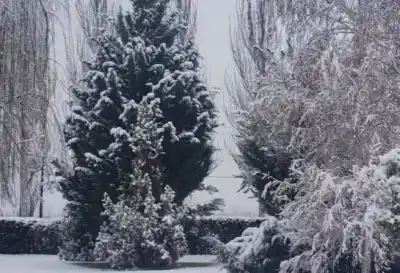 Adiós al Zonda: llega el frío y la nieve no da tregua en la cordillera