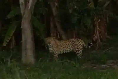 El regreso del felino fantasma: suspenden clases en Corrientes tras avistar un yaguareté después de 70 años