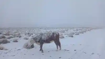 Nevadas en la Región Sur: ¿por qué los ganaderos están esperanzados?