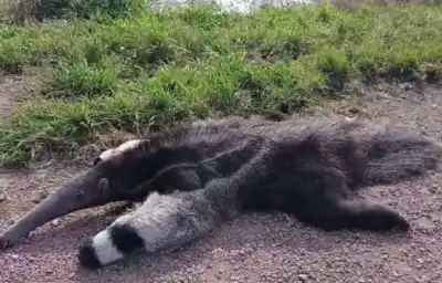 Encontraron sin vida a un oso hormiguero gigante en la Ruta 92: las imágenes que indignaron a Santiago del Estero