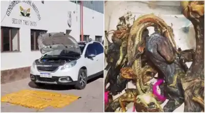 Encontraron 61 kilos de cocaína y ofrendas de magia negra: la banda que protegía sus cargamentos con brujería