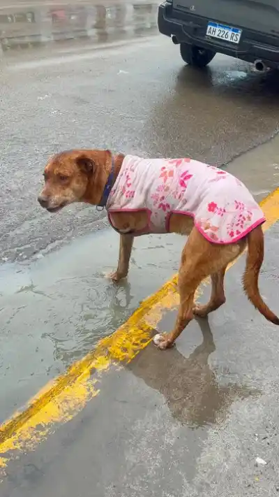 Lo que pasó con 'Tres Patas' después de semanas en la calle: el final que nadie esperaba