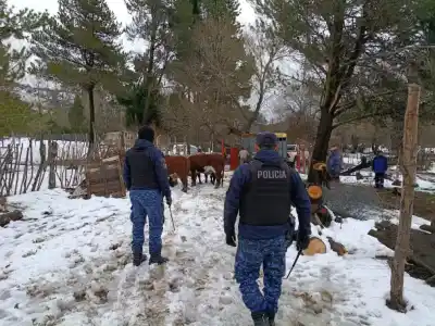 Siete vacas robadas: el rastro que siguió la policía hasta el Vivero Municipal