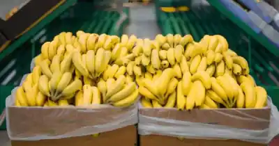 Alerta en el norte: Salta exige una reunión urgente con Nación por el nuevo ingreso de bananas