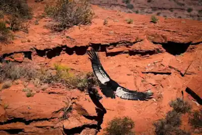 El cóndor que volverá a surcar las sierras: ¿qué misterio esconde su rescate?