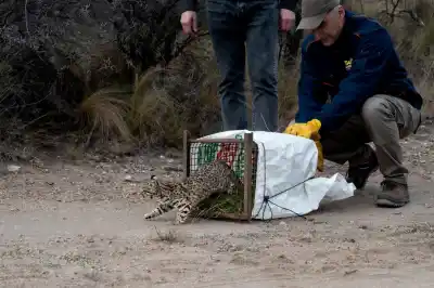 Volvieron a su hogar: liberaron decenas de animales silvestres en Taninga