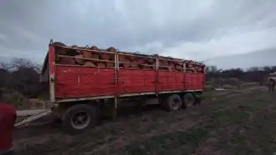 Entraron a un campo a robar madera de caldén y lo que encontraron los sorprendió
