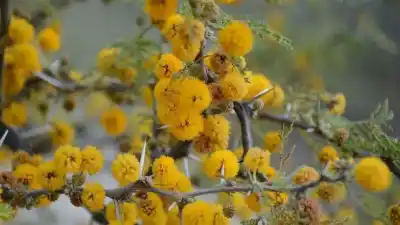 El árbol que esconde el secreto mejor guardado de Entre Ríos