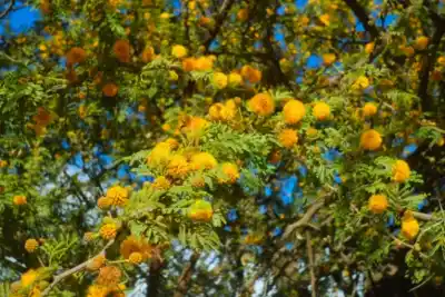 El secreto que esconden los árboles entrerrianos y pocos conocen