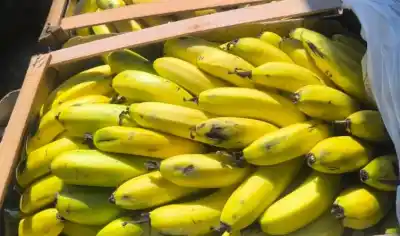 El riesgo oculto detrás de la banana importada que preocupa a los productores salteños