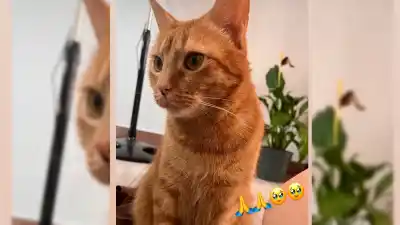 Desesperada búsqueda de Amarillo, el gato perdido en pleno centro