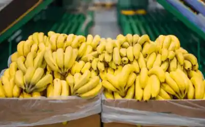 Una resolución que enciende alarmas: productores del NOA advierten sobre el ingreso de bananas sin control fitosanitario