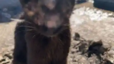 Desgarrador hallazgo en Alto Comedero: un gato abandonado necesita ayuda urgente