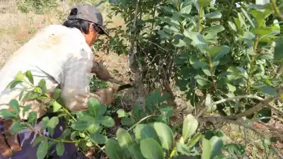 Crisis yerbatera: productores llevan un proyecto de ley de emergencia al gobernador de Misiones