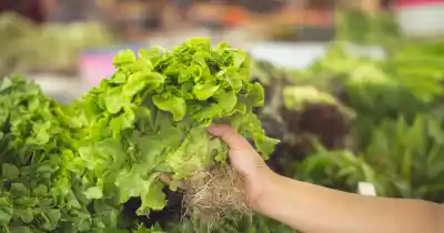 Cultivan lechugas sin tierra en General Alvear: el método que promete revolucionar la producción