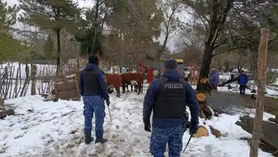Los arrearon kilómetros bajo la nieve: el insólito robo de siete vacas que terminó con los ladrones identificados