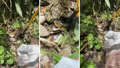 Una serpiente sorprendió a vecinos en un edificio de Tafí Viejo