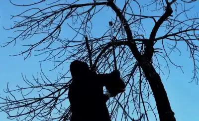 Una poda sin control dejó sin luz a varios barrios de Santa Rosa