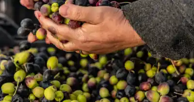 El aceite de oliva que pondrá a Maipú en el mapa: ¿qué tiene de especial?