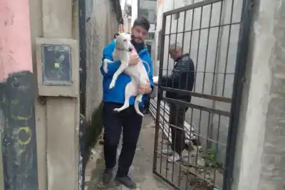 Atada con una cadena corta y a la intemperie: el hallazgo que movilizó a Protección Animal en Rosario