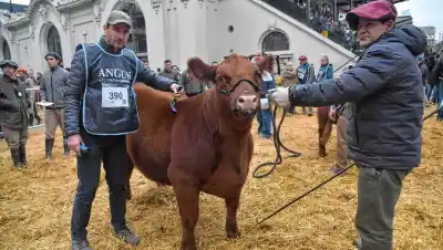 Un ternero de la Patagonia desató una guerra de ofertas en Palermo: pagaron 81 millones por la mitad