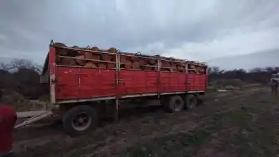 Entraron a un campo a talar sin permiso y lo que encontraron adentro dejó helada a la policía