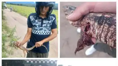 Rescatan dos caragüayes en El Cadillal y los devuelven a su hábitat natural en Tucumán