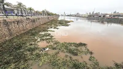 Apareció una vaca muerta flotando en el Dique 1 del Puerto de Santa Fe y nadie sabe cómo llegó