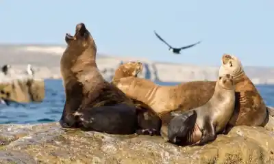 El proyecto que busca proteger a los elefantes marinos en Chubut y ya genera polémica