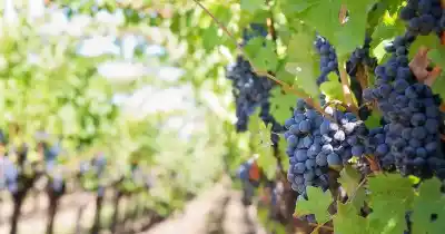 ¿El fin del vino argentino tal como lo conocemos? La reforma que tiene en vilo a Mendoza
