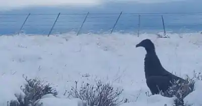 Hallaron un cóndor en la ruta y lo que descubrieron los veterinarios es preocupante