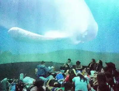 Llega el Planetario Móvil a La Banda: funciones gratuitas para toda la familia este miércoles y jueves