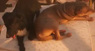 Los rescató del frío extremo en Comodoro y ahora necesita una mano para cuidarlos