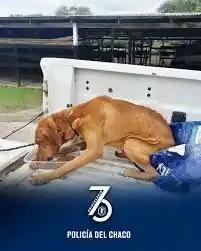 Ya es ley: el Chaco endurece las penas contra el maltrato animal y habilita rescates sin orden judicial