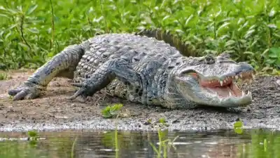 A 2,5 km de Villaguay, un paraíso natural con 230 especies suma un museo que promete revelar sus secretos mejor guardados