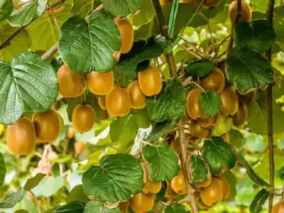 San Marcos Sierras: el plan que impulsa el cultivo de kiwi en la región