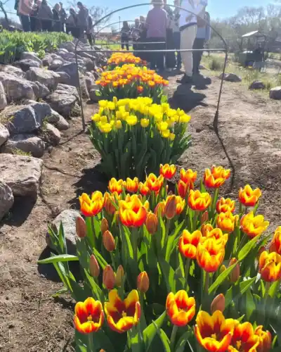 Un campo de tulipanes en Córdoba que nadie esperaba: cómo visitarlo