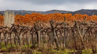 Cuidado con el frío: Mendoza amanece nublada y con nevadas en la cordillera