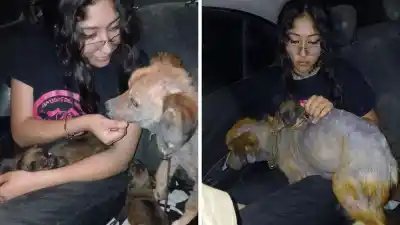 Rescataron una perra con sarna y nueve crías en una alcantarilla: cuatro no sobrevivieron
