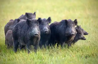 Alarma en el sudoeste bonaerense: los jabalíes se multiplican sin control en campos productivos